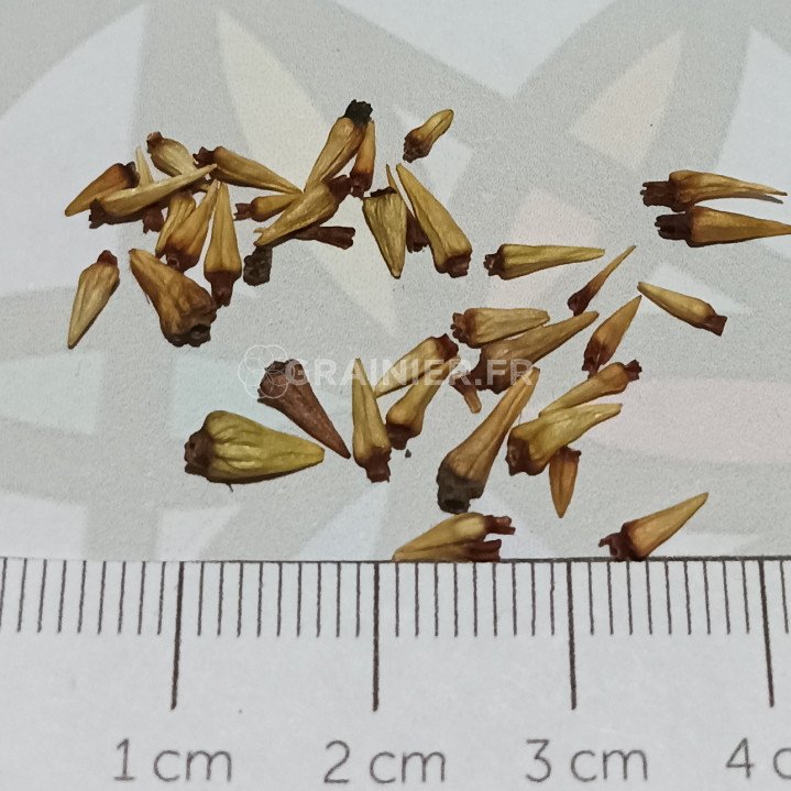 Buttonbush, honey-bells, Cephalanthus occidentalis image